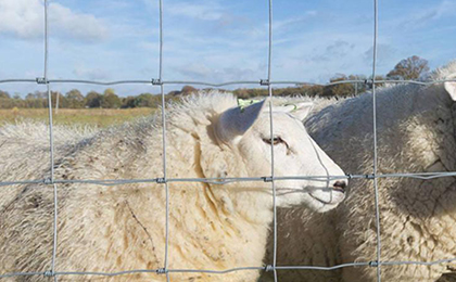 圈羊網(wǎng) 圈羊網(wǎng)