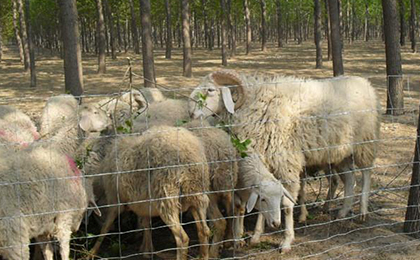 圈羊網(wǎng) 圈羊網(wǎng)