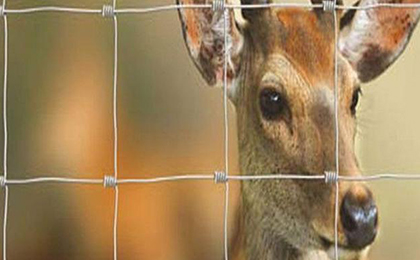 養(yǎng)鹿網(wǎng) 養(yǎng)鹿網(wǎng)