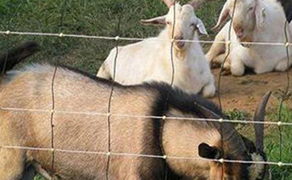 圈羊網(wǎng) 圈羊網(wǎng)