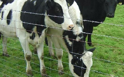 牛欄網(wǎng) 牛欄網(wǎng)